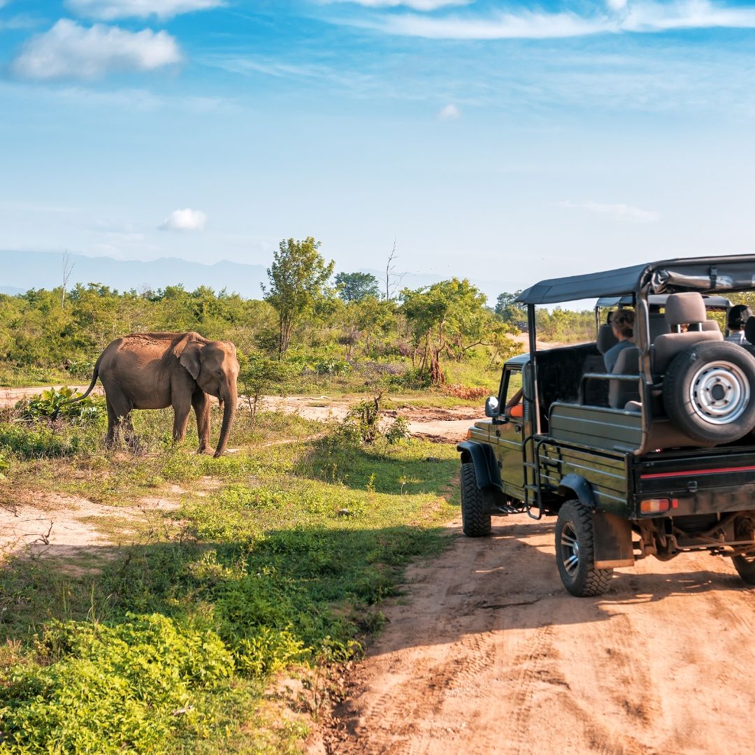 Wild Safaris
